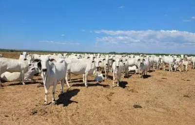 Fazenda à venda na vicinal do projeto seringa, 4333, centro, tailândia, 160 m2 por r$ 22.490.000