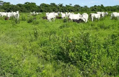 Fazenda à venda no centro, são romão , 5000 m2 por r$ 26.000.000