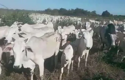 Fazenda à venda na rural, sn, centro, januária, 1384 m2 por r$ 20.000.000