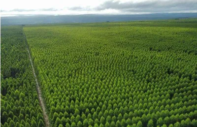 Fazenda à venda no centro, são joão do paraíso , 14742 m2 por r$ 385.000.000