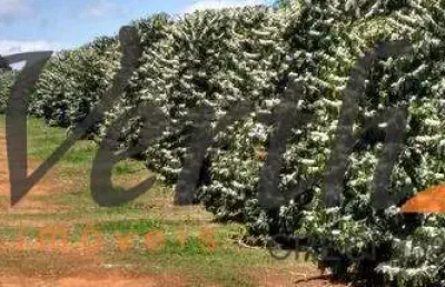 Fazenda à venda na rural, 12222, centro, capelinha, 1700 m2 por r$ 250.000.000