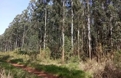 Fazenda à venda na rural, 1000, centro, ribeirão do pinhal, 1000 m2 por r$ 300.000.000