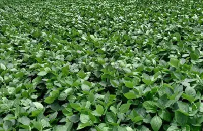 Fazenda à venda no centro, cocalzinho de goiás , 484 m2 por r$ 26.000.000