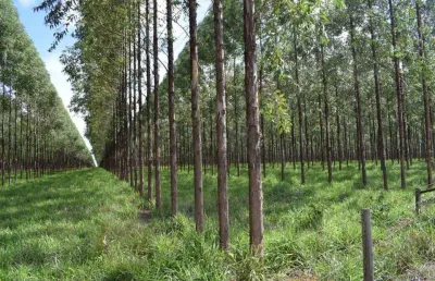 Fazenda à venda na rua coronel levindo augusto pereira 60, 1000, centro, curvelo, 2700 m2 por r$ 94.500.000