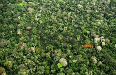 Fazenda à venda na rua marechal floriano peixoto 116, 01, centro, borba, 109000 m2 por r$ 54.500.000