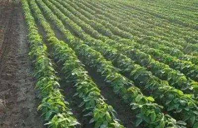 Fazenda à venda na travessa moju, 33, 1000, centro, tailândia, 2210 m2 por r$ 31.000.000