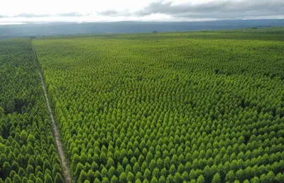 Fazenda à venda na avenida afonso pena, 1000, centro, campo grande, 1000 m2 por r$ 700.000.000