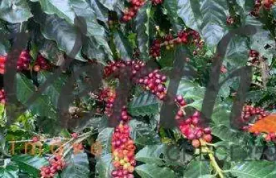 Fazenda à venda na rua doutor avelino de queiróz, 488, 1000, centro, capitólio, 1400 m2 por r$ 250.000.000