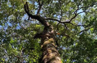 Fazenda à venda na brasil, sn, compensa, manaus, 27000 m2 por r$ 16.500.000