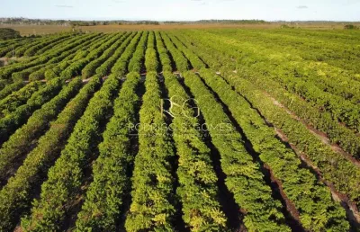 Fazenda à venda no Centro, Santa Luzia 