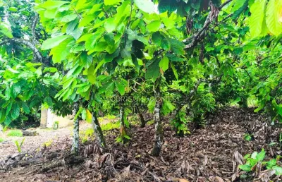 Terreno à venda no Colônia, Una 
