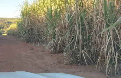 Excelente fazenda de cana de açúcar região de piracicaba sp