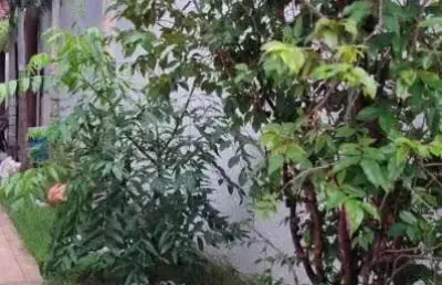 Casa de condomínio à venda em parqville pinheiros, 3 suítes
