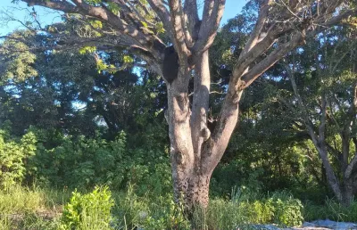 Terreno à venda na Rua Goitacazes, 160, Laranjeiras Velha, Serra