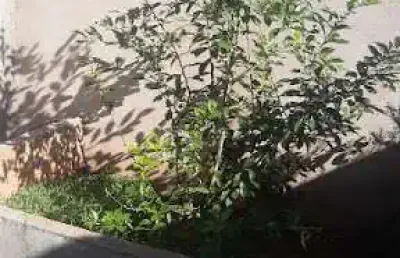 Casa com 2 quartos à venda no Loteamento Isabel do Nascimento, Uberaba 