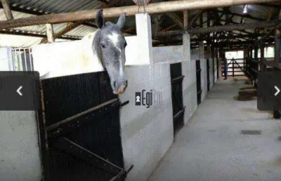Sítio com estrutura de haras com baías com 6 hectares em barbacena a venda!