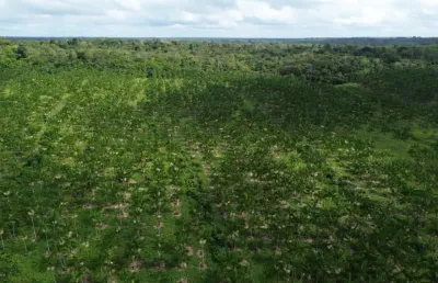 Lindo sítio no acará. pronto para morar e produzir.