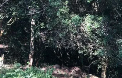 Casa à venda na Estrada da Serrinha, Vila Santo Antônio, São Roque