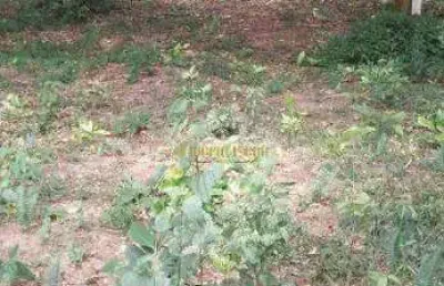 Chácara de 5.180.00 m²`a venda em biritiba mirim-sp