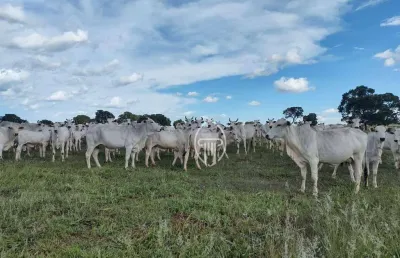 Fazenda à venda, 2100 hecatres por r$ 40.000.000 - zona rural - figueirão/ms