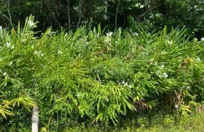 Terreno à venda no São Fernando, Itanhaém 