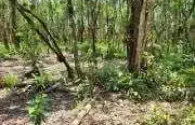 Chácara / sítio à venda no Balneário Gaivota, Itanhaém 