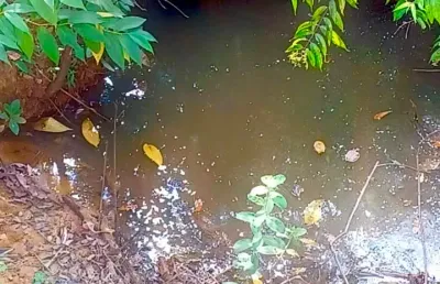 Área 20.000m2, com nascente e córrego. mata ciliar. pirenópolis-go