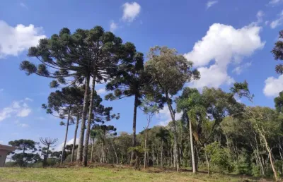 Terreno em condomínio fechado à venda na anibal antônio de aguiar maia, 13, jardim menino deus, quatro barras, 4295 m2 por r$ 1.500.000