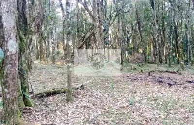 Sítio com 40.000 m2, parcialmente limpo, com nascente, 7 km do centro de campo alegre