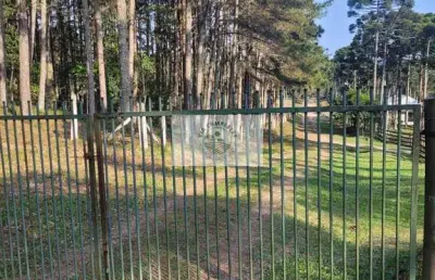 Sítio escriturado com 52.000 m², com nascente e lindas araucarias