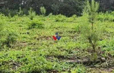 Área rural à venda, 17 alqueires,três córregos, campo largo - pr