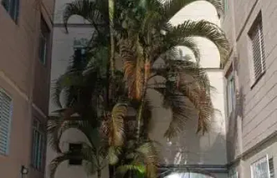 Belissimo aparatamento para aluguel na vila figueira, suzano (proximo a santa casa) - ap2180