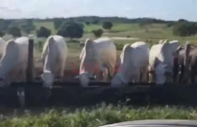 Fazenda à venda na Pocone, SN, Zona Rural, Poconé