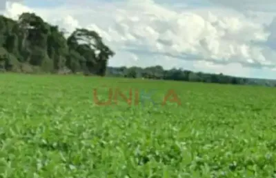 Fazenda para alugar na nova ubirata, sn, zona rural, nova ubiratã