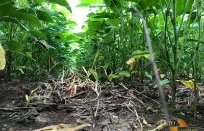 Fazenda para alugar na Zona Rural, Humaitá 