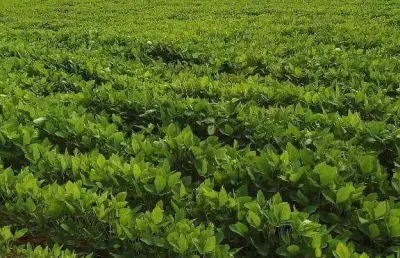 Fazenda na região de nobres à venda, 8090000 m² por r$ 32.500.000 - vila bom jardim - nobres/mt