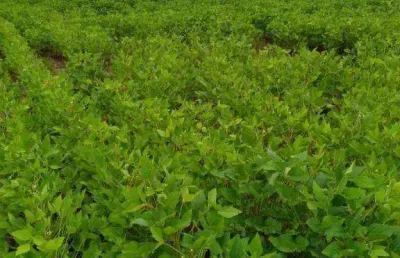 Fazenda para alugar, 1580000000 m² por r$ 291.666,68/mês - zona rural - paranatinga/mt