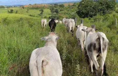 Fazenda à venda, 11600000 m² por r$ 40.000.000,00 - zona rural - primavera do leste/mt
