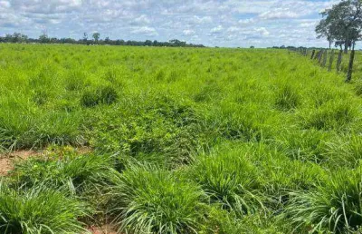 Fazenda para arrendar, 16000000 m² por r$ 1.536.000/ano - zona rural - poconé/mt