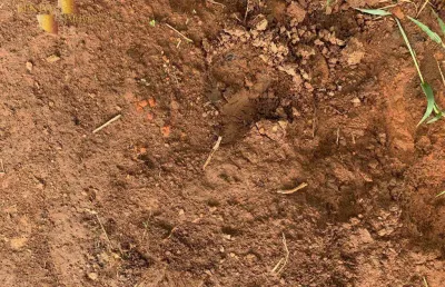 Fazenda à venda, 6120000 m² por r$ 12.500.000,00 - zona rural - rosário oeste/mt