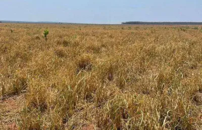 Fazenda à venda, 38260000 m² por r$ 71.737.500,00 - zona rural - primavera do leste/mt