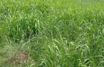 Fazenda à venda, 1340 hectares por r$ 14.000.000 - zona rural - rosário oeste/mt