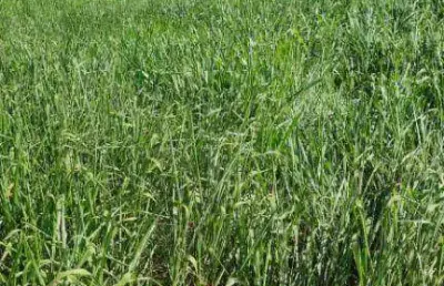 *solo fértil:* terra pronta para plantio de alta produtividade.