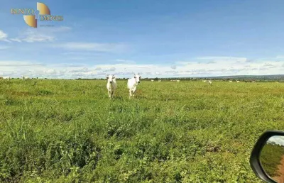 Fazenda para alugar no Centro, Nova Xavantina 