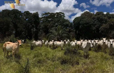 Fazenda à venda, 3440000 m² por r$ 6.880.000 - cangas - poconé/mt