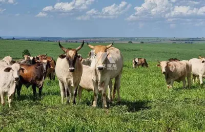Chácara / sítio à venda na Rural, Zona Rural, Rosário do Ivaí
