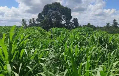 Granja com 17 hectares plantada de capim pangola e braquiária com uma estrutura com rio perene