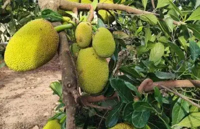 Sitio granja com 6.100 metros quadrados em vera cruz um paraíso com muitas fruteiras