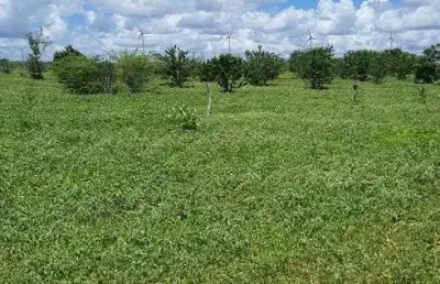 Linda fazenda com 45 hectares em jandaira com 2 poços tubulares 100% plana