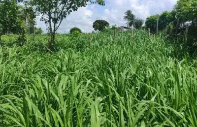 Granja com 17 hectares bem localizada entre parnamirim e monte alegre